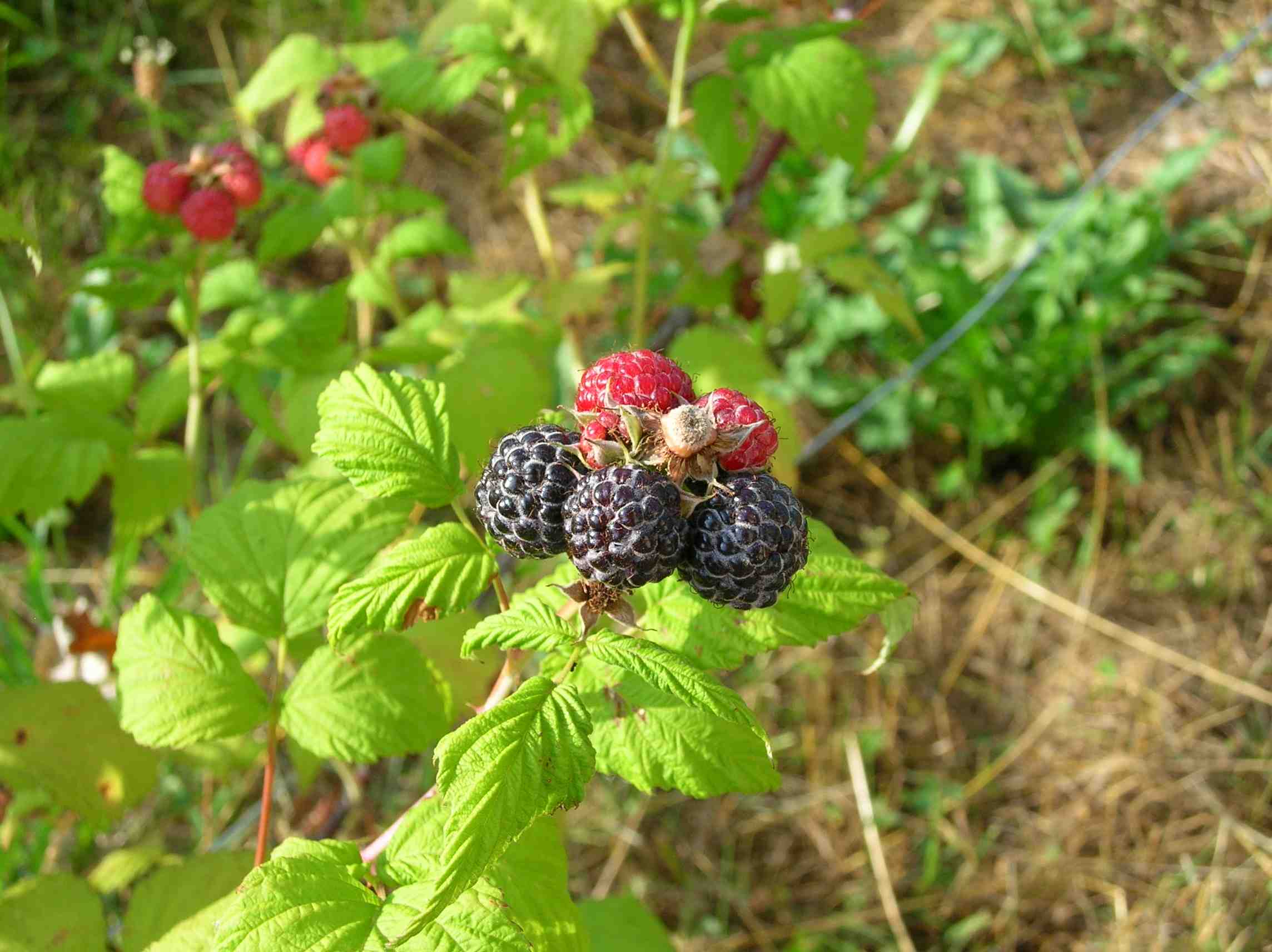 Schwarze Himbeeren