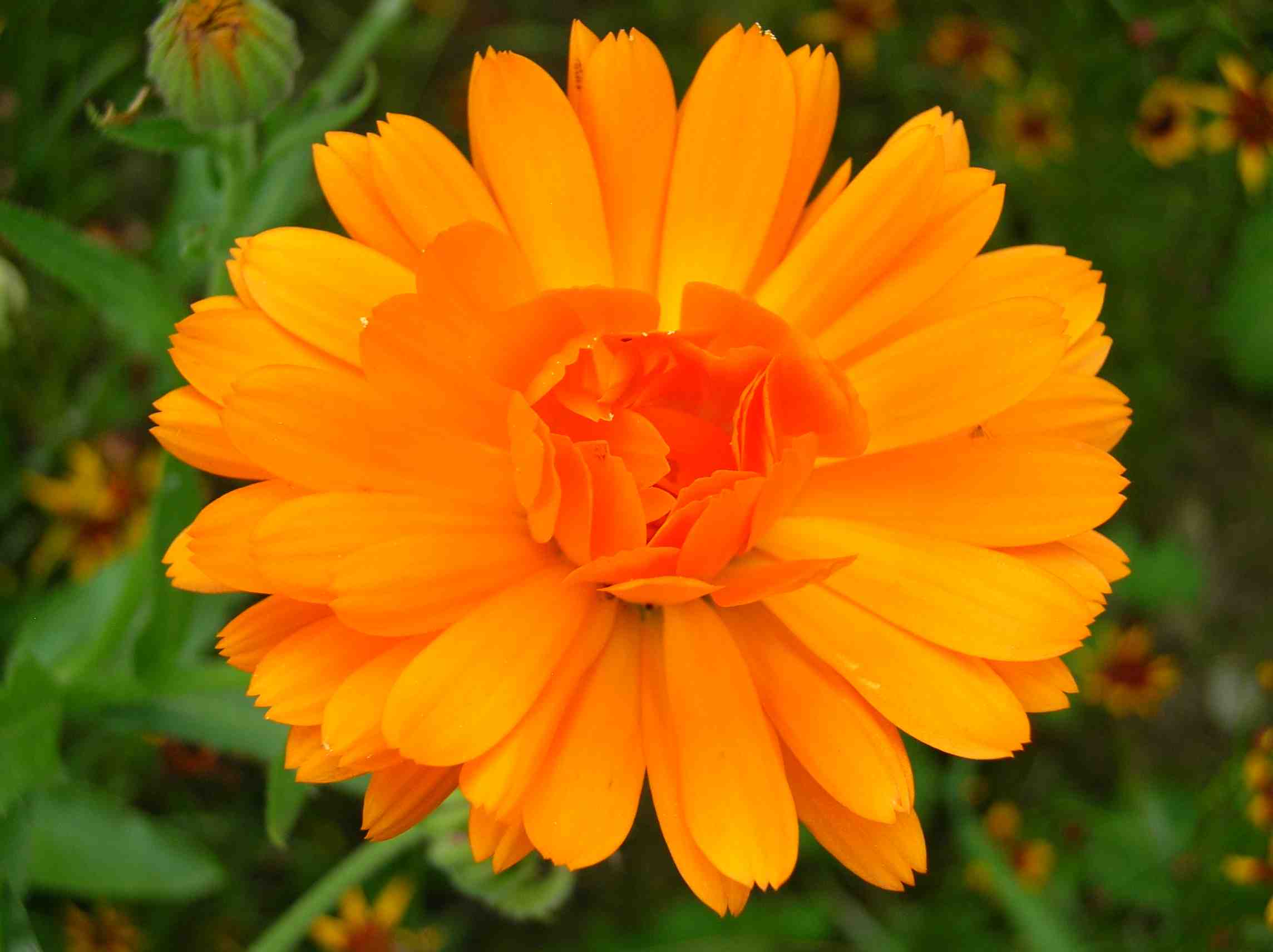 Calendulablte