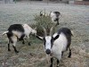 Lindsey, Simone, Seraphina am Weihnachtsbaum,